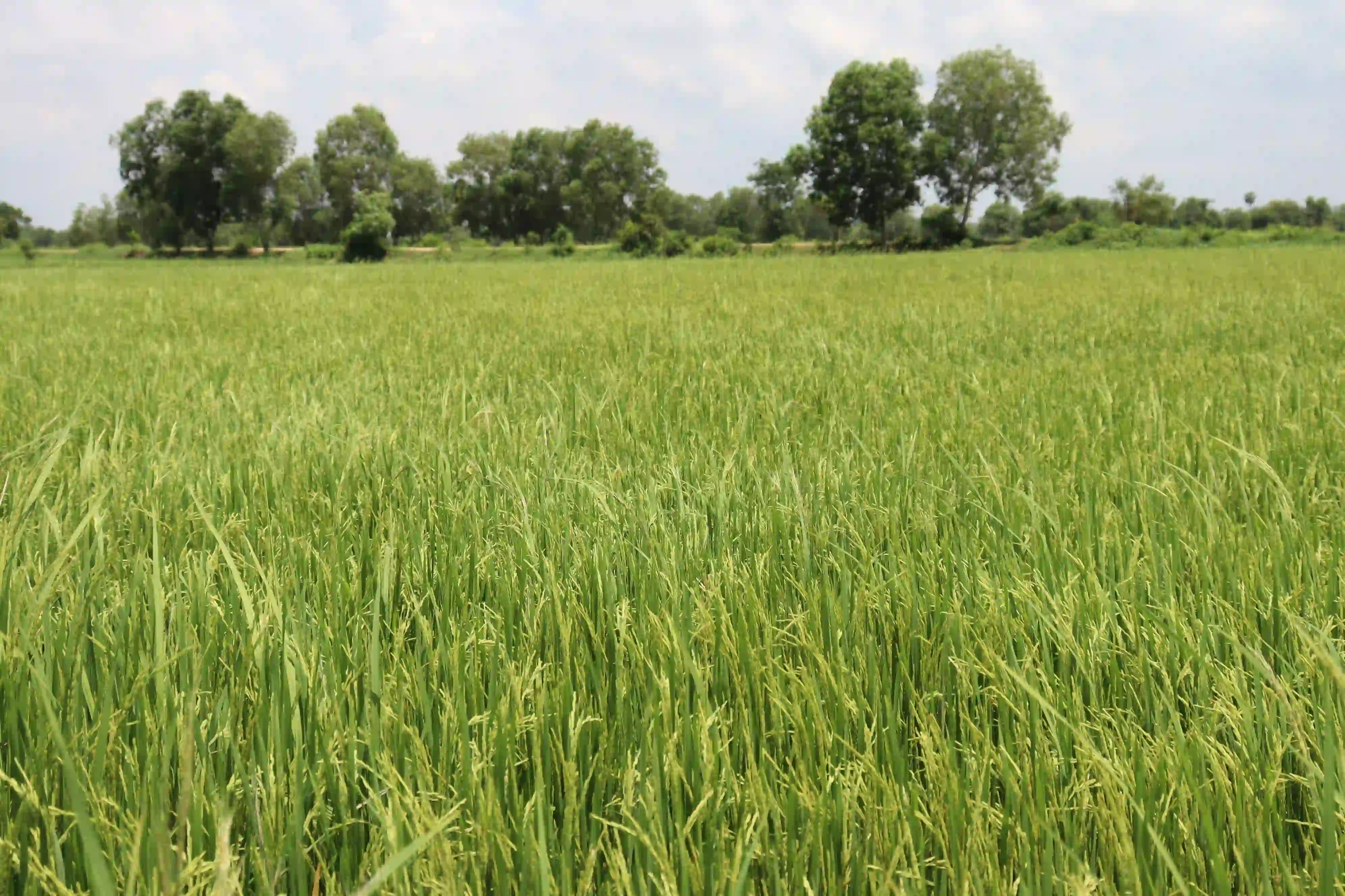 Rice paddy water level monitoring